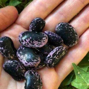 Growing a Garden from Seed Image